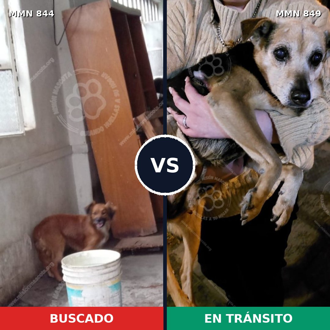 Comparativa MMS 13509: mascota perdida y mascota encontrada, 59% de similitud
