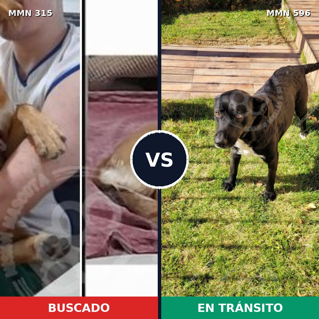 Comparativa MMS 13512: mascota perdida y mascota encontrada, 69% de similitud