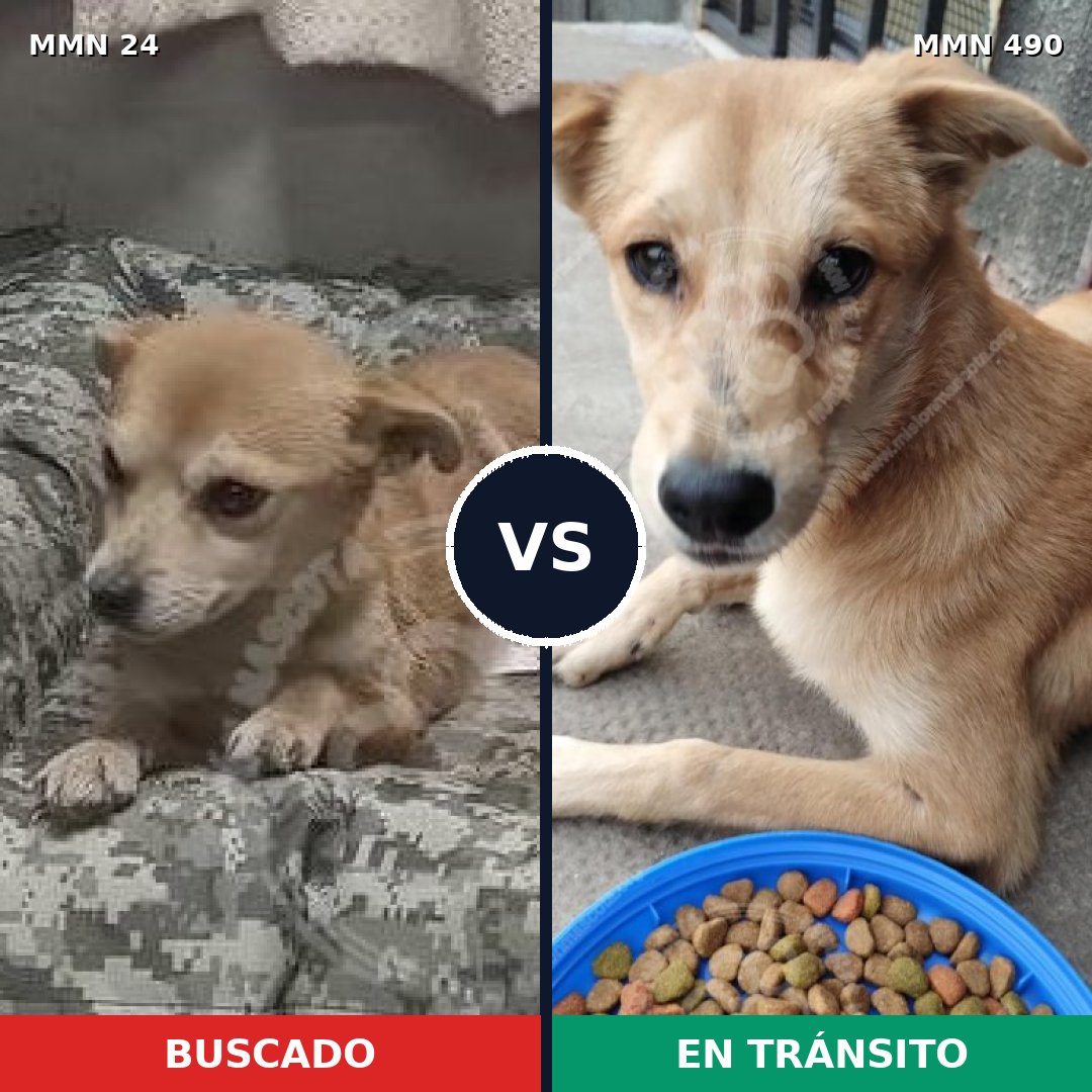 Comparativa MMS 1352: mascota perdida y mascota encontrada, 87% de similitud