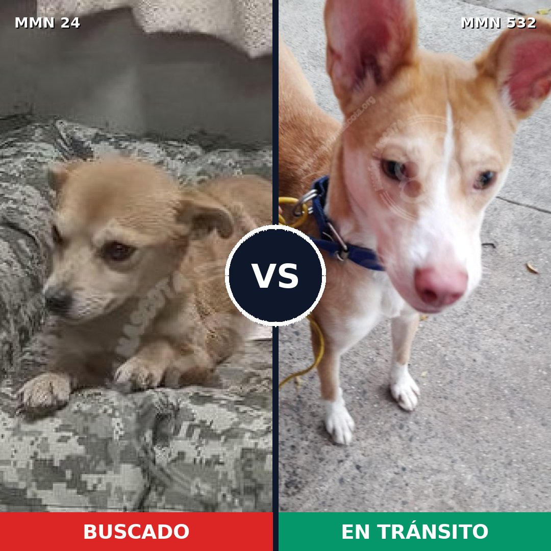 Comparativa MMS 1353: mascota perdida y mascota encontrada, 69% de similitud