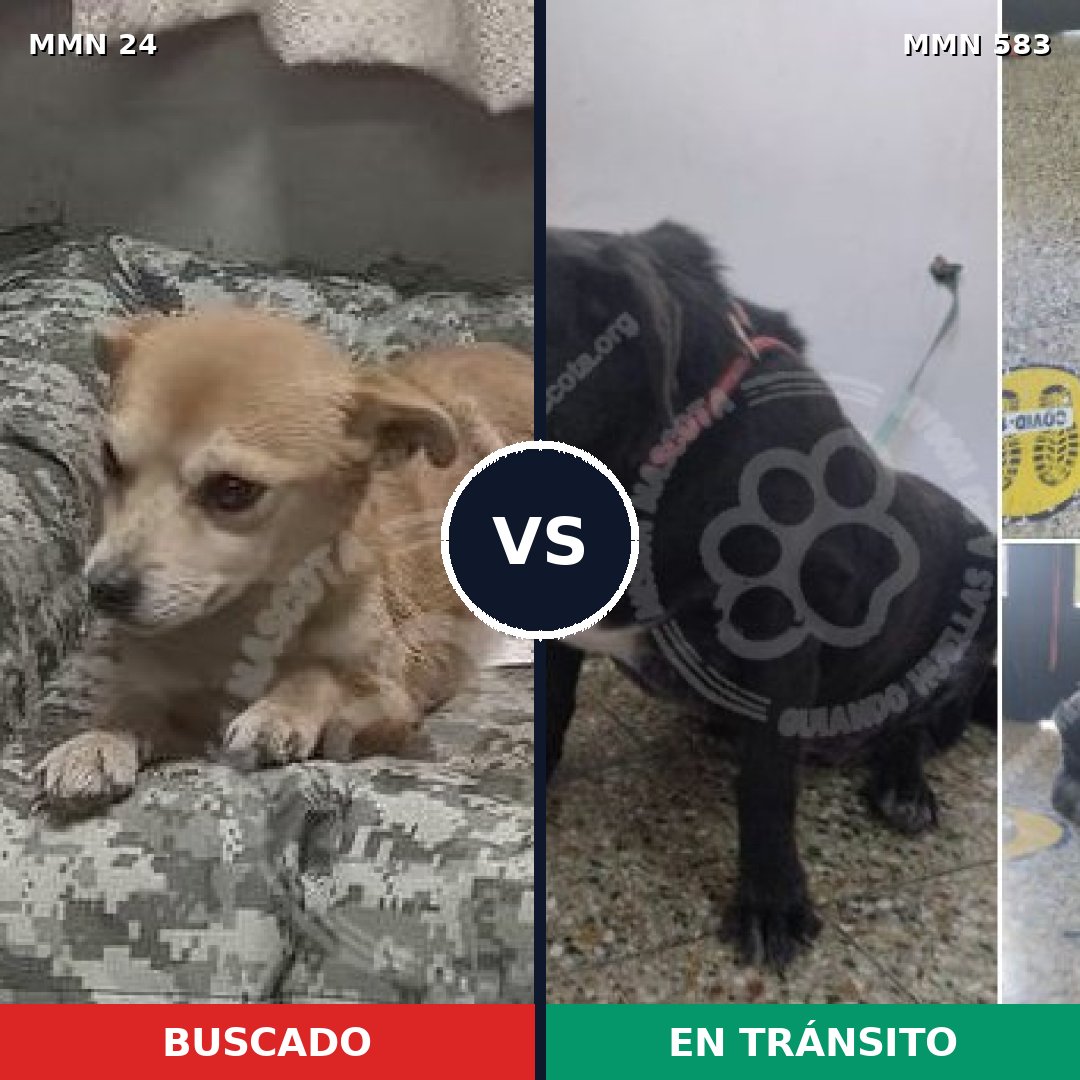 Comparativa MMS 1354: mascota perdida y mascota encontrada, 59% de similitud