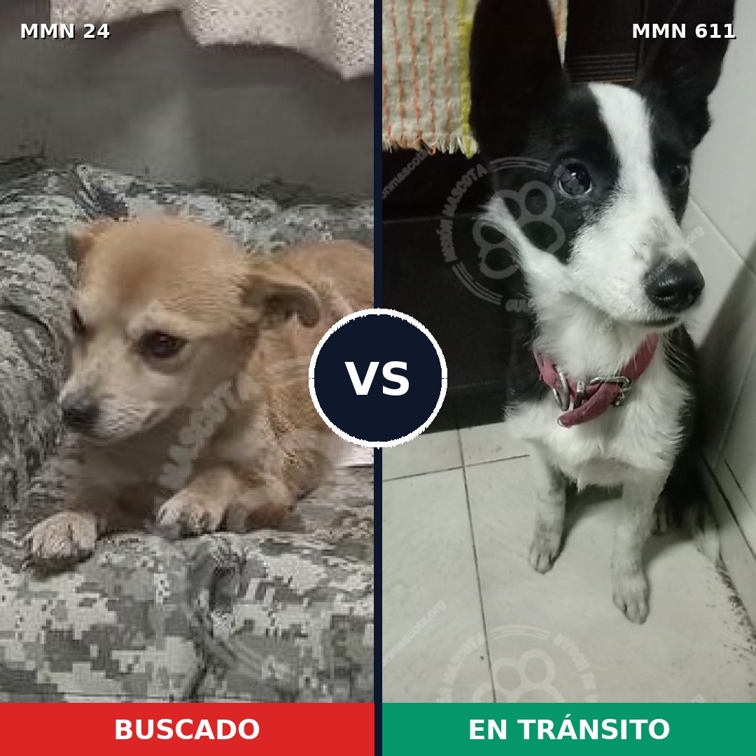 Comparativa MMS 1355: mascota perdida y mascota encontrada, 59% de similitud