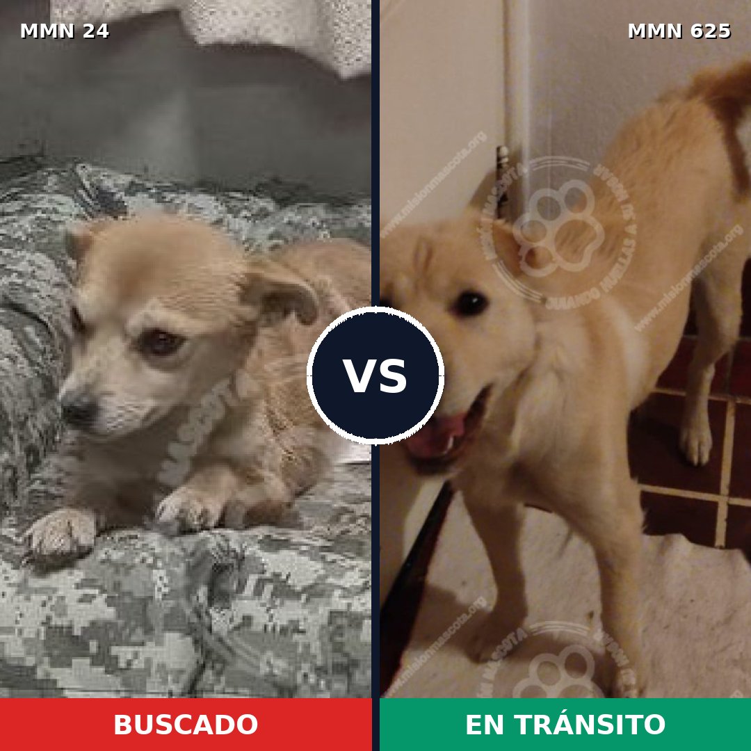 Comparativa MMS 1356: mascota perdida y mascota encontrada, 70% de similitud