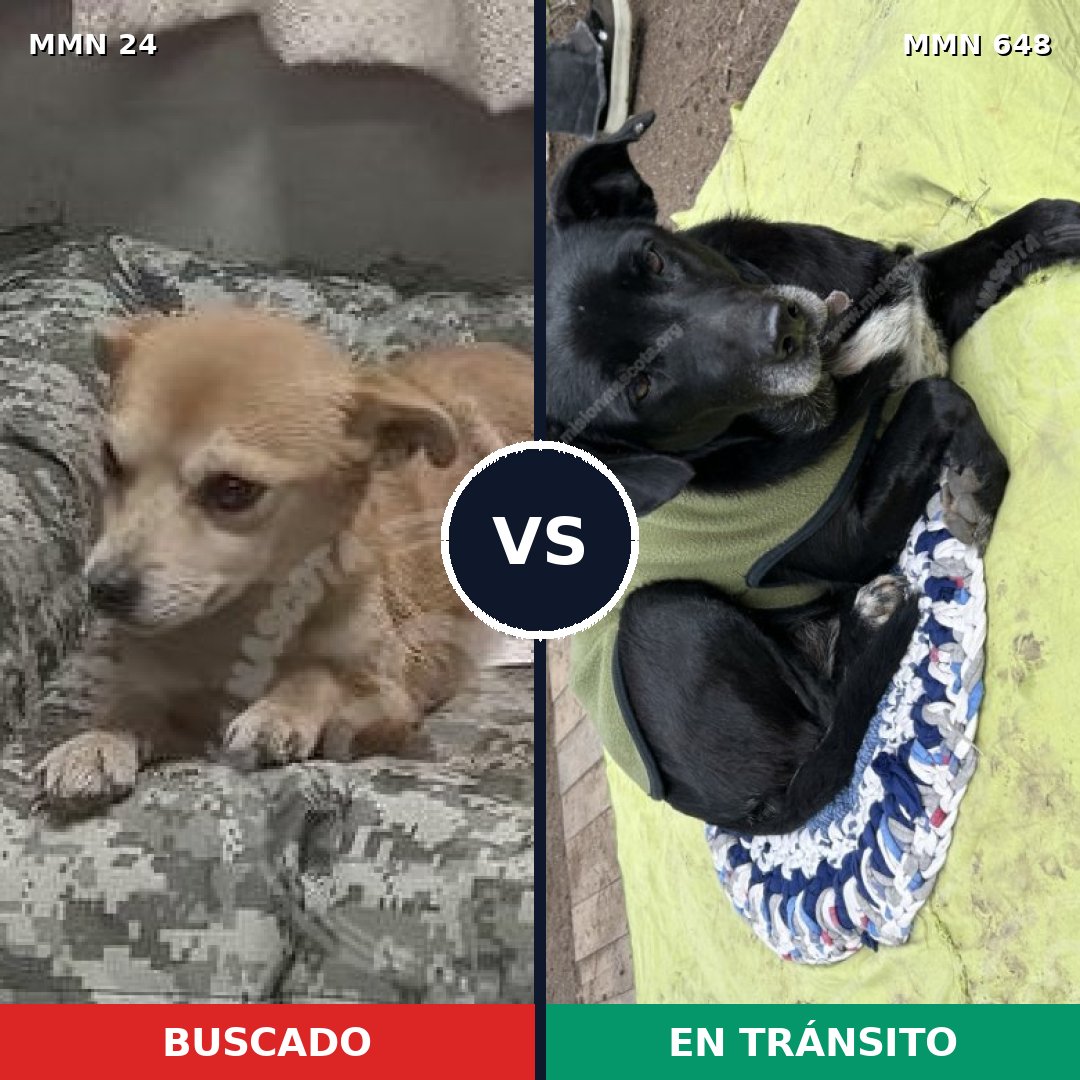 Comparativa MMS 1357: mascota perdida y mascota encontrada, 31% de similitud