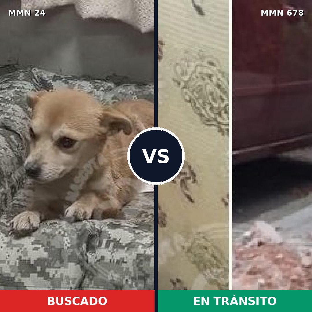 Comparativa MMS 1358: mascota perdida y mascota encontrada, 62% de similitud
