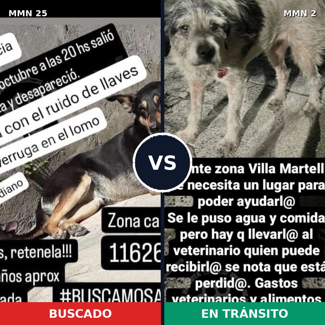Comparativa MMS 1360: mascota perdida y mascota encontrada, 74% de similitud