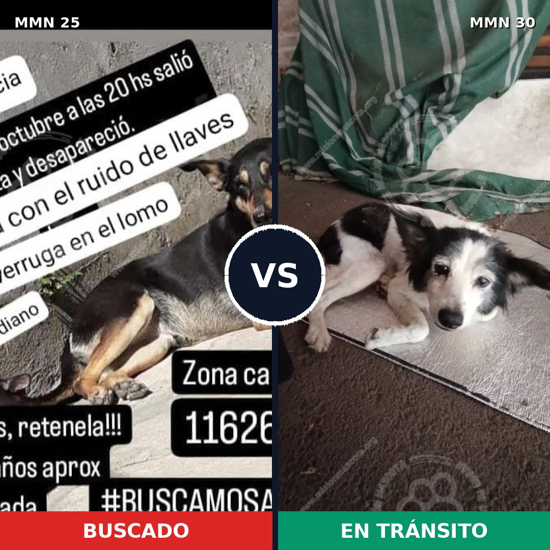 Comparativa MMS 1362: mascota perdida y mascota encontrada, 79% de similitud