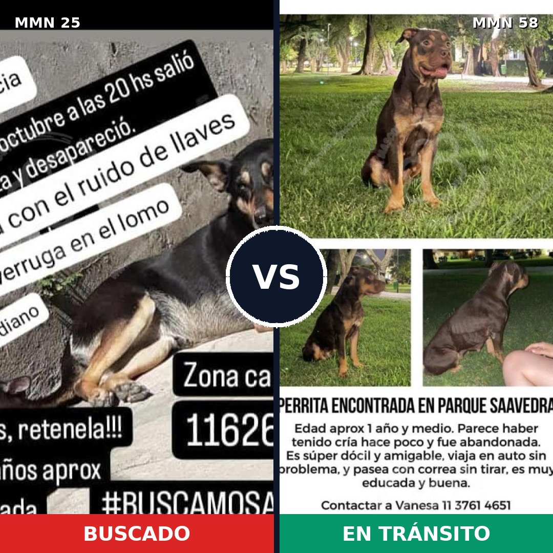 Comparativa MMS 1363: mascota perdida y mascota encontrada, 83% de similitud