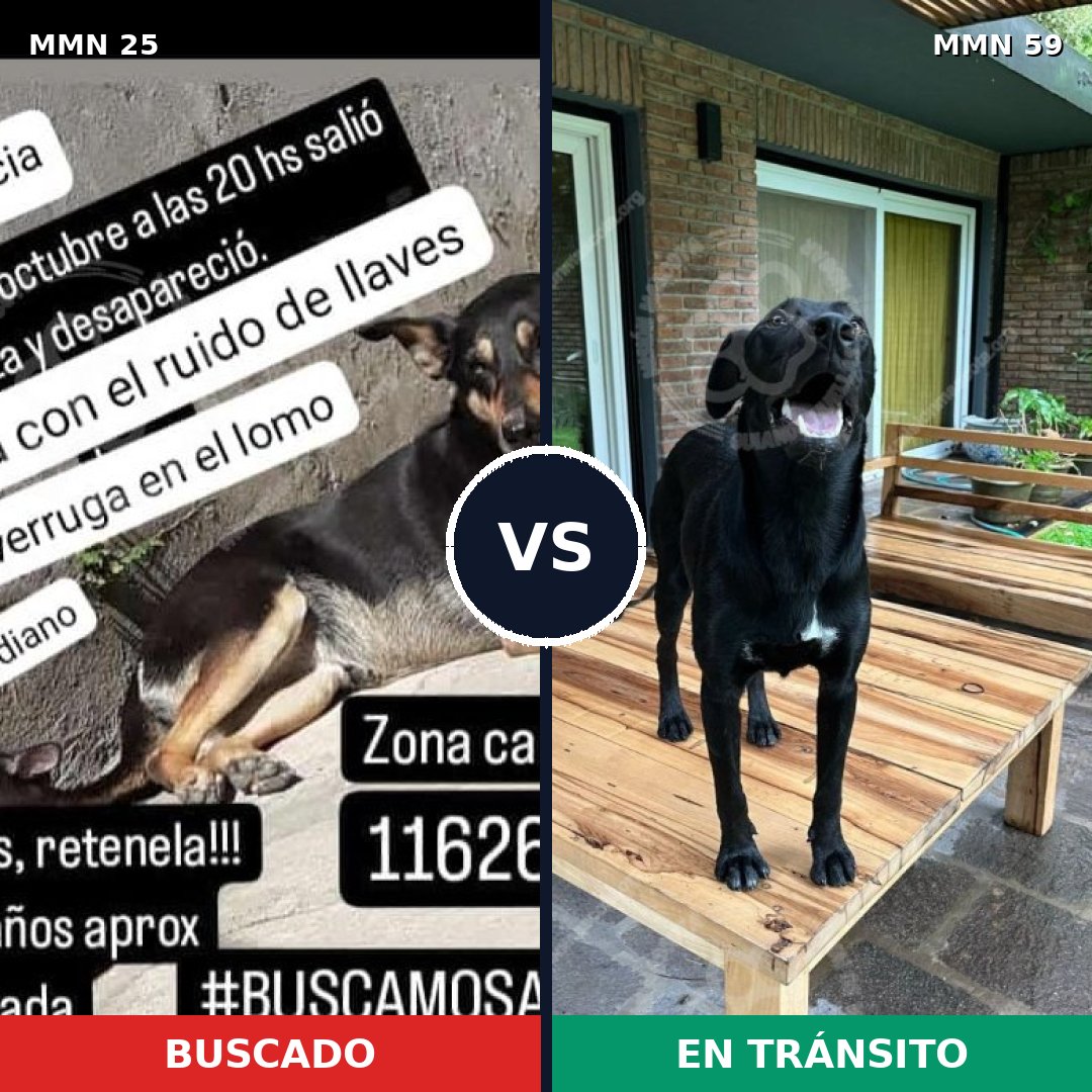 Comparativa MMS 1364: mascota perdida y mascota encontrada, 64% de similitud