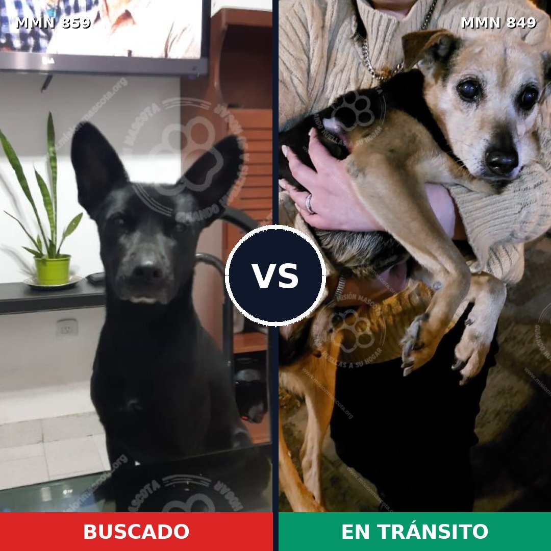 Comparativa MMS 13641: mascota perdida y mascota encontrada, 57% de similitud