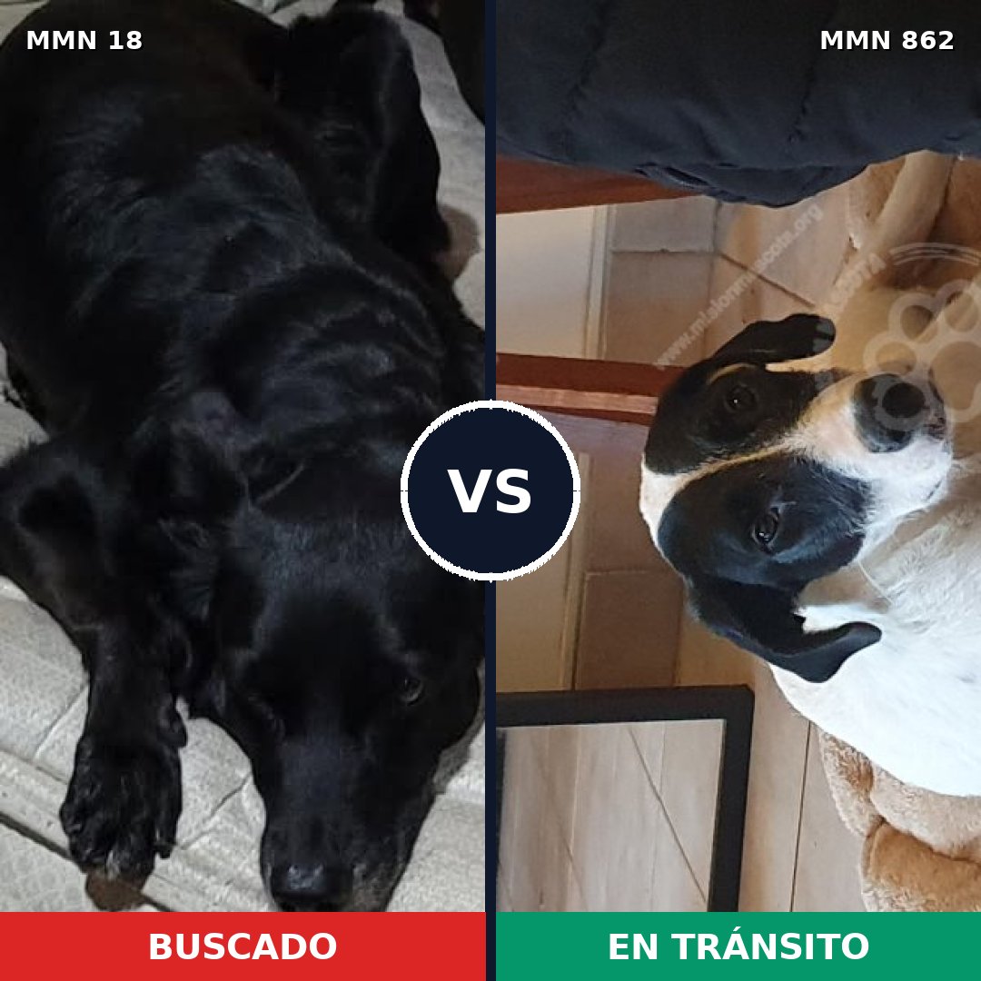 Comparativa MMS 13645: mascota perdida y mascota encontrada, 60% de similitud