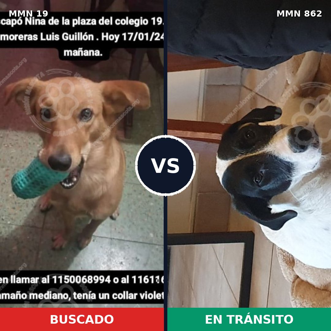 Comparativa MMS 13646: mascota perdida y mascota encontrada, 31% de similitud