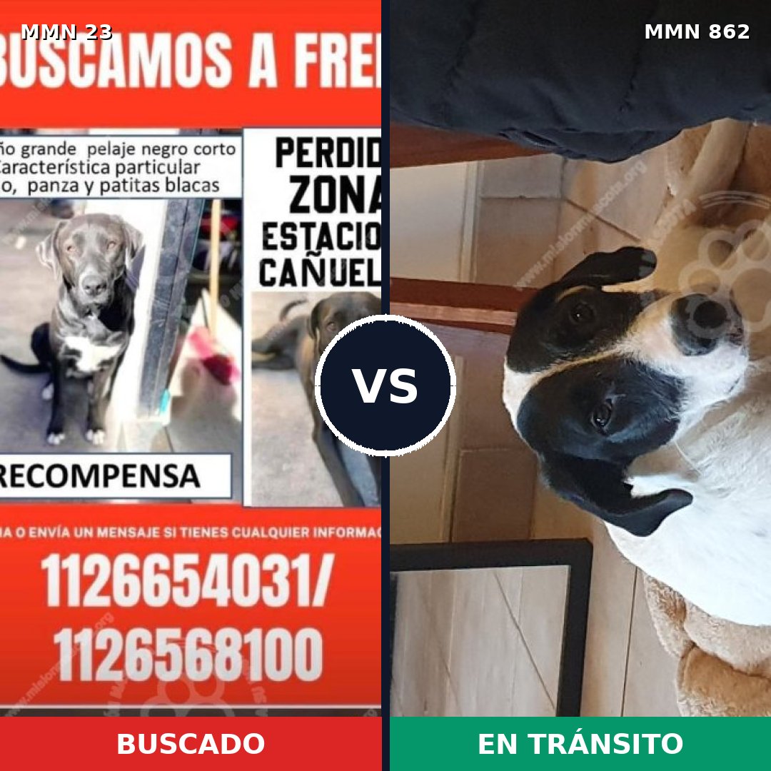 Comparativa MMS 13647: mascota perdida y mascota encontrada, 60% de similitud