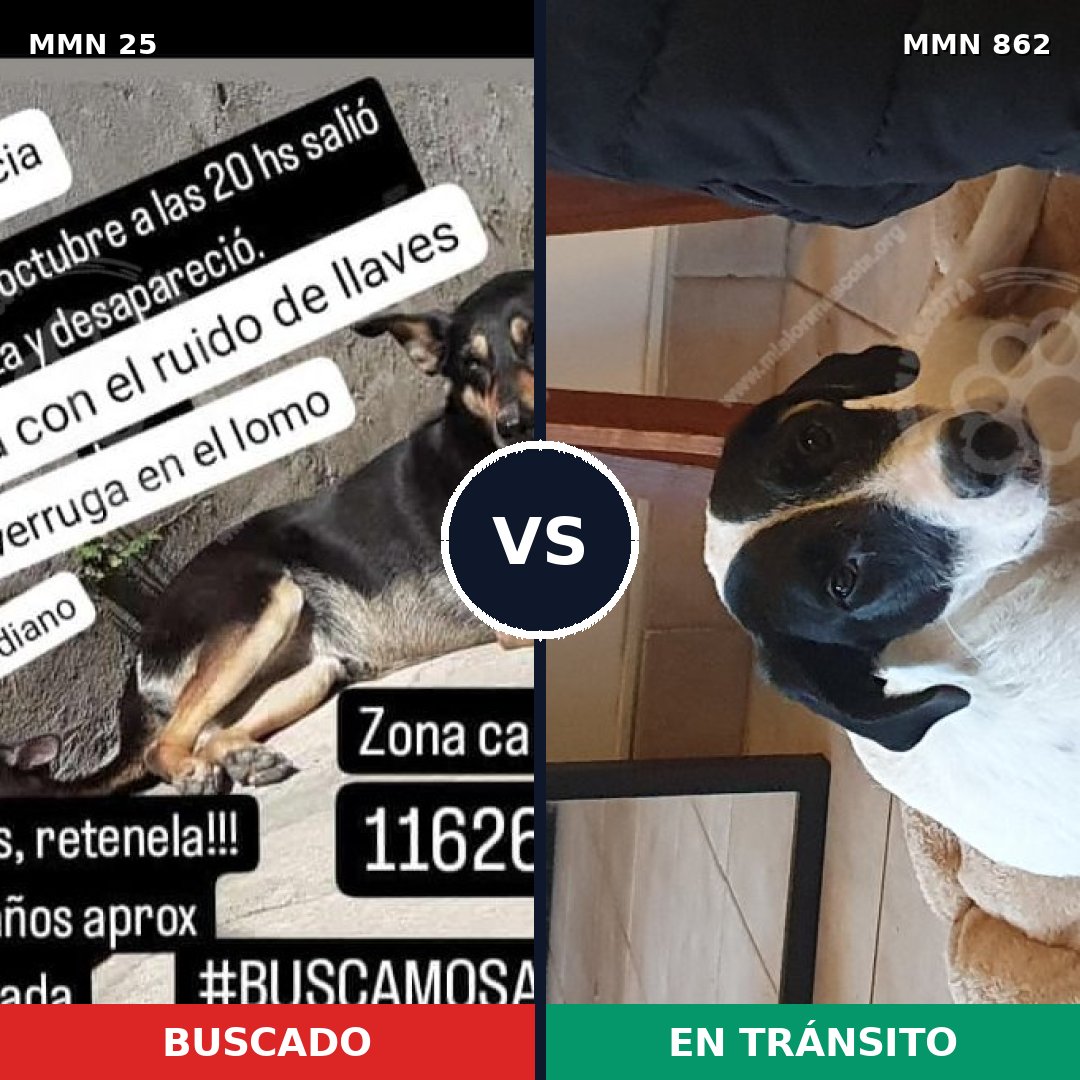 Comparativa MMS 13649: mascota perdida y mascota encontrada, 34% de similitud