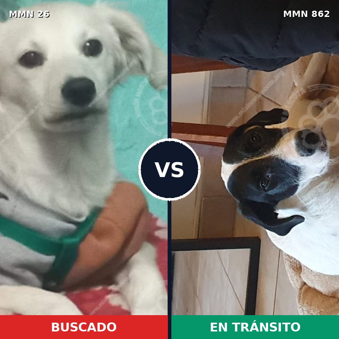 Comparativa MMS 13650: mascota perdida y mascota encontrada, 24% de similitud