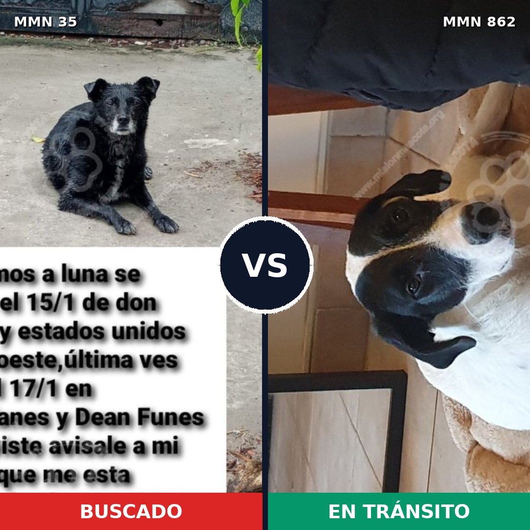 Comparativa MMS 13651: mascota perdida y mascota encontrada, 52% de similitud