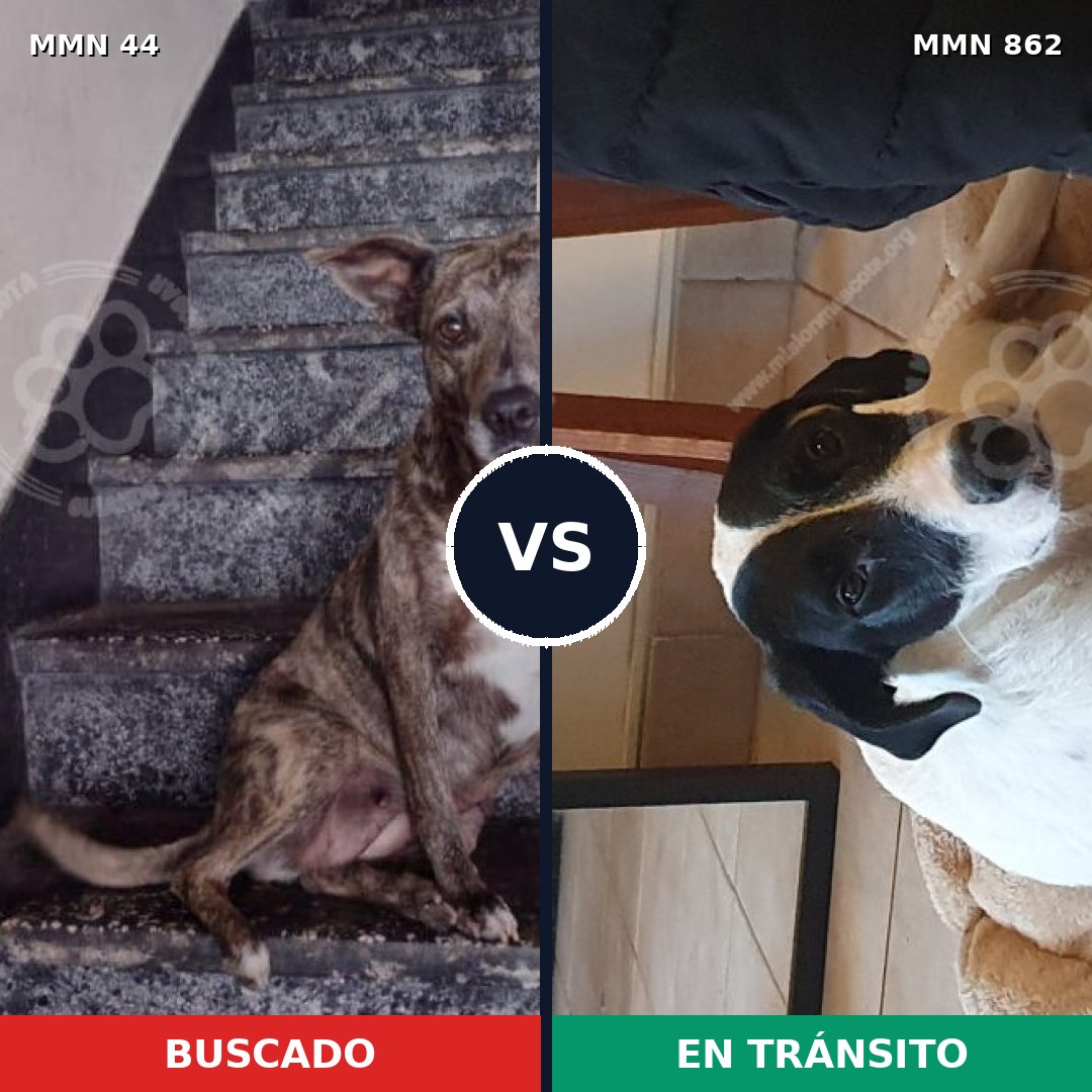 Comparativa MMS 13652: mascota perdida y mascota encontrada, 51% de similitud