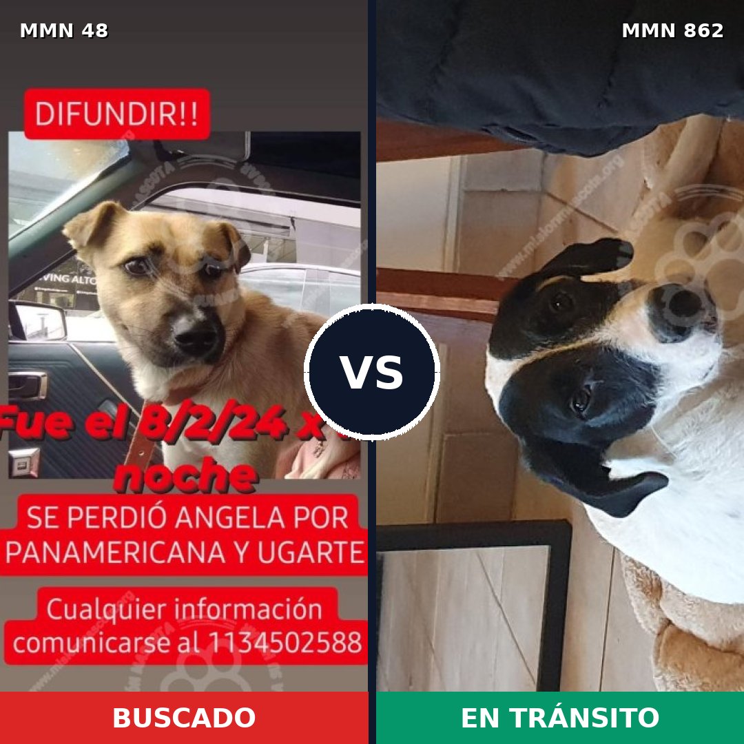 Comparativa MMS 13653: mascota perdida y mascota encontrada, 31% de similitud