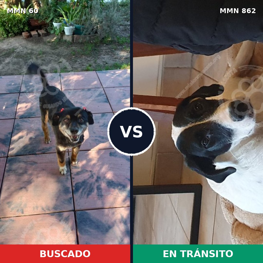 Comparativa MMS 13655: mascota perdida y mascota encontrada, 49% de similitud