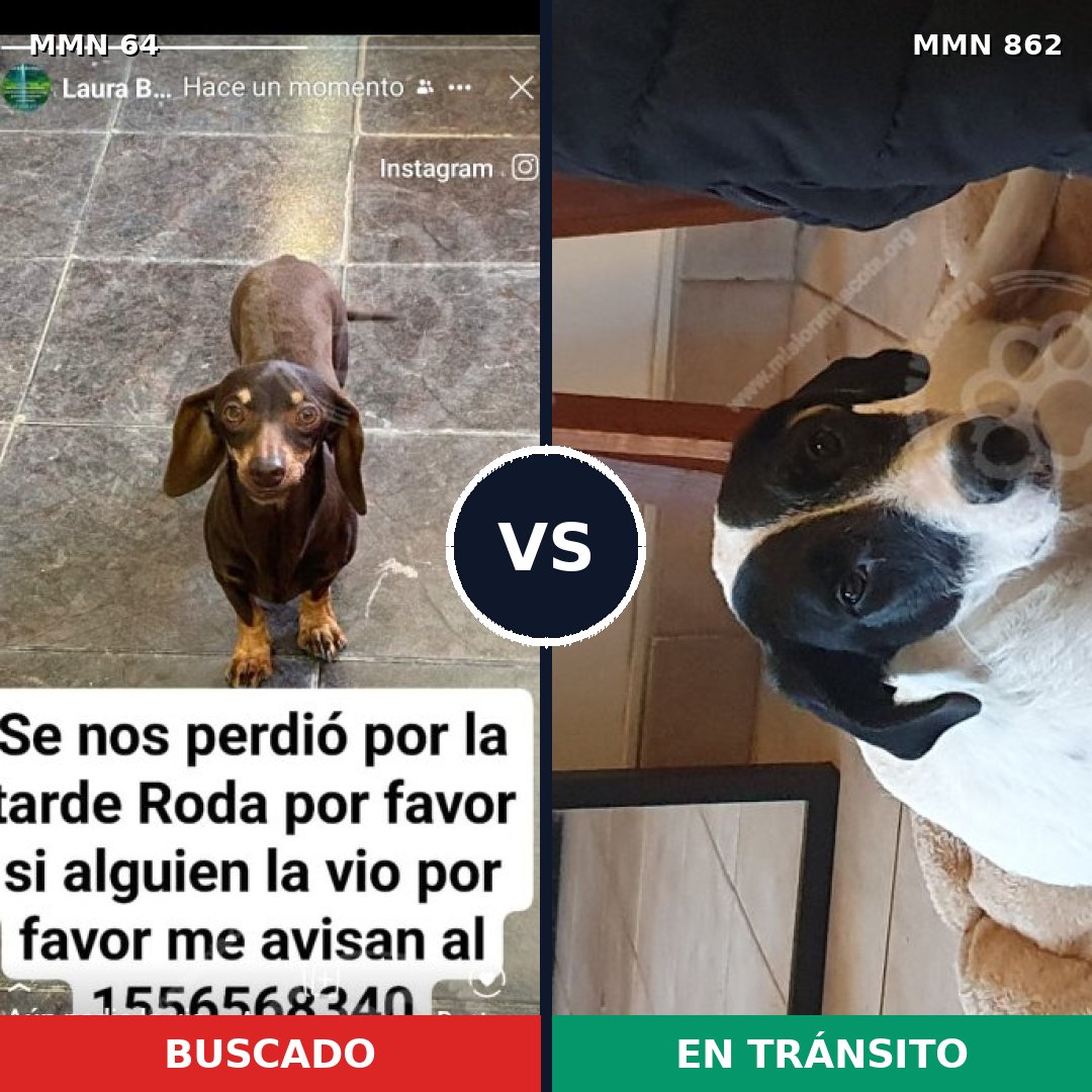 Comparativa MMS 13656: mascota perdida y mascota encontrada, 27% de similitud