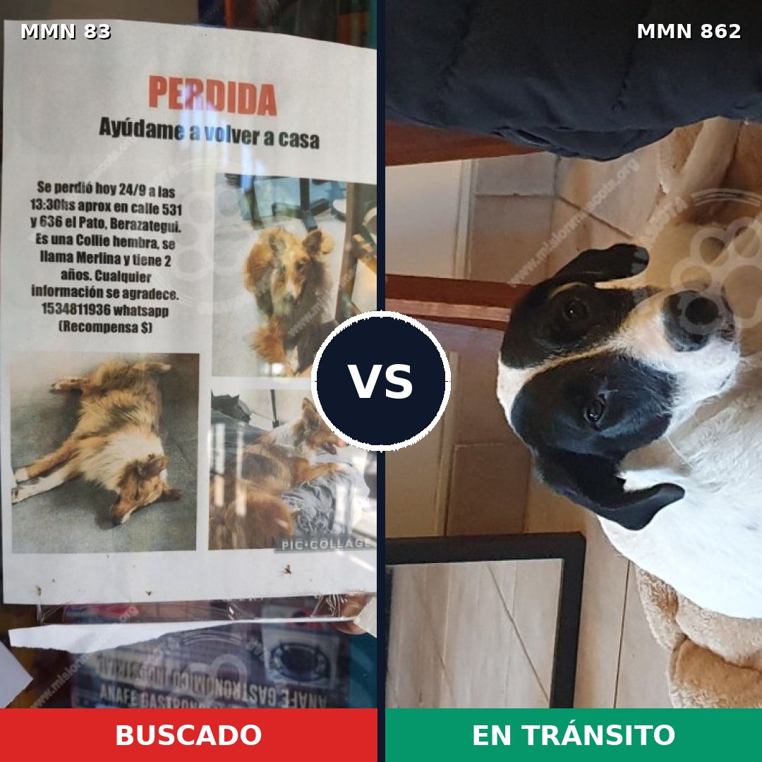Comparativa MMS 13658: mascota perdida y mascota encontrada, 47% de similitud