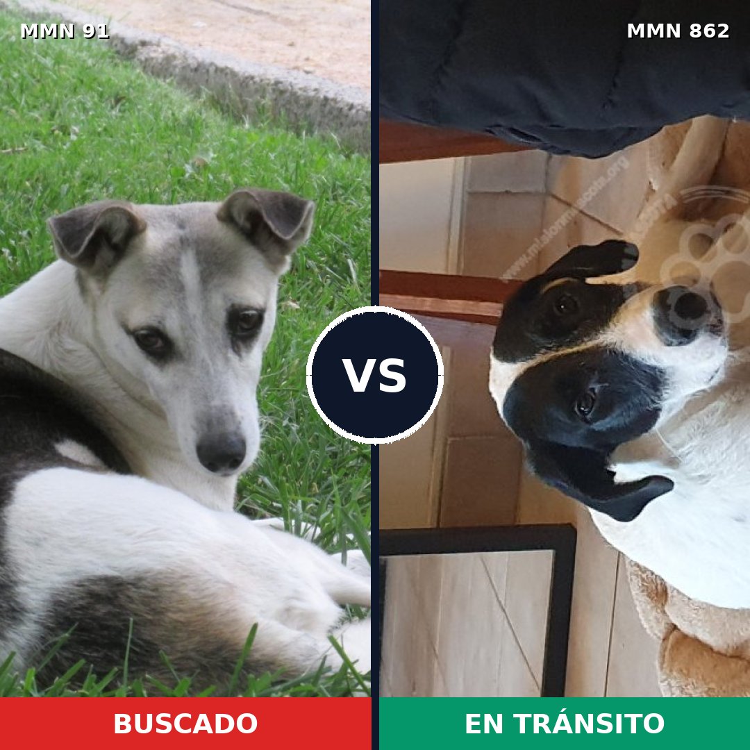 Comparativa MMS 13659: mascota perdida y mascota encontrada, 55% de similitud