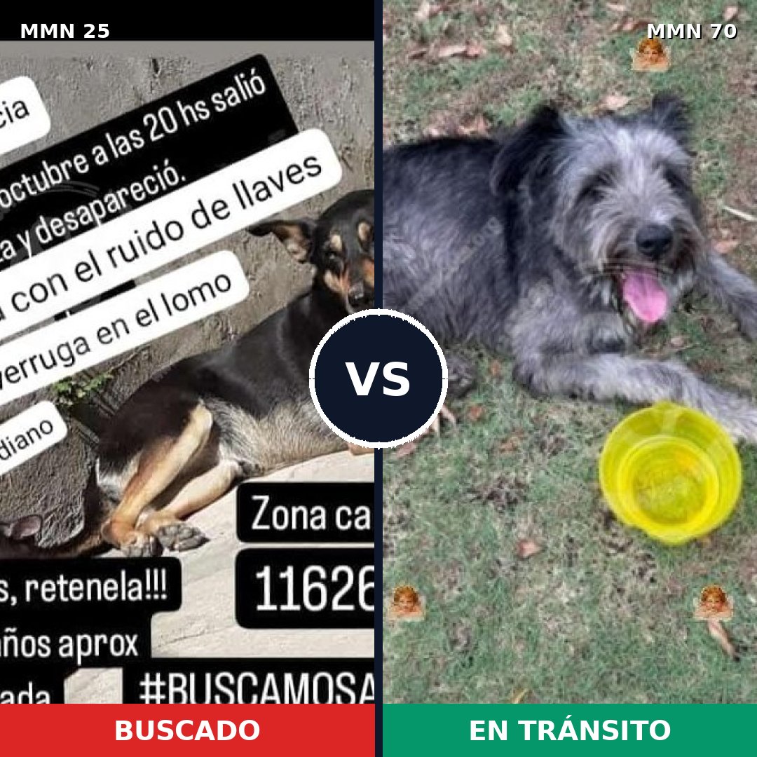 Comparativa MMS 1366: mascota perdida y mascota encontrada, 77% de similitud