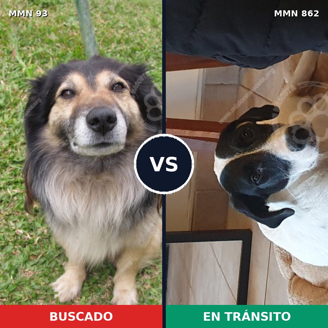 Comparativa MMS 13660: mascota perdida y mascota encontrada, 23% de similitud