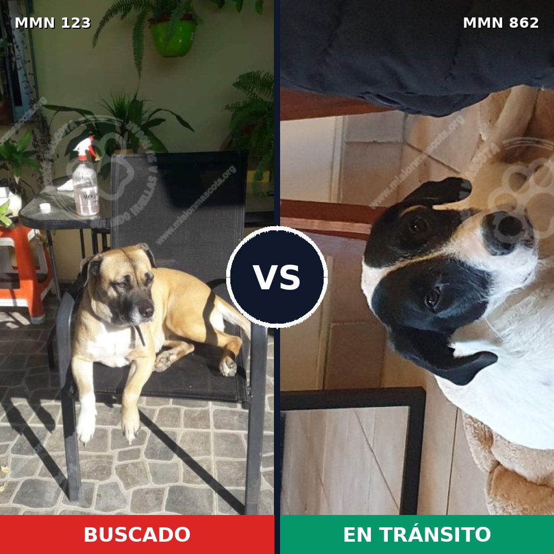 Comparativa MMS 13662: mascota perdida y mascota encontrada, 54% de similitud