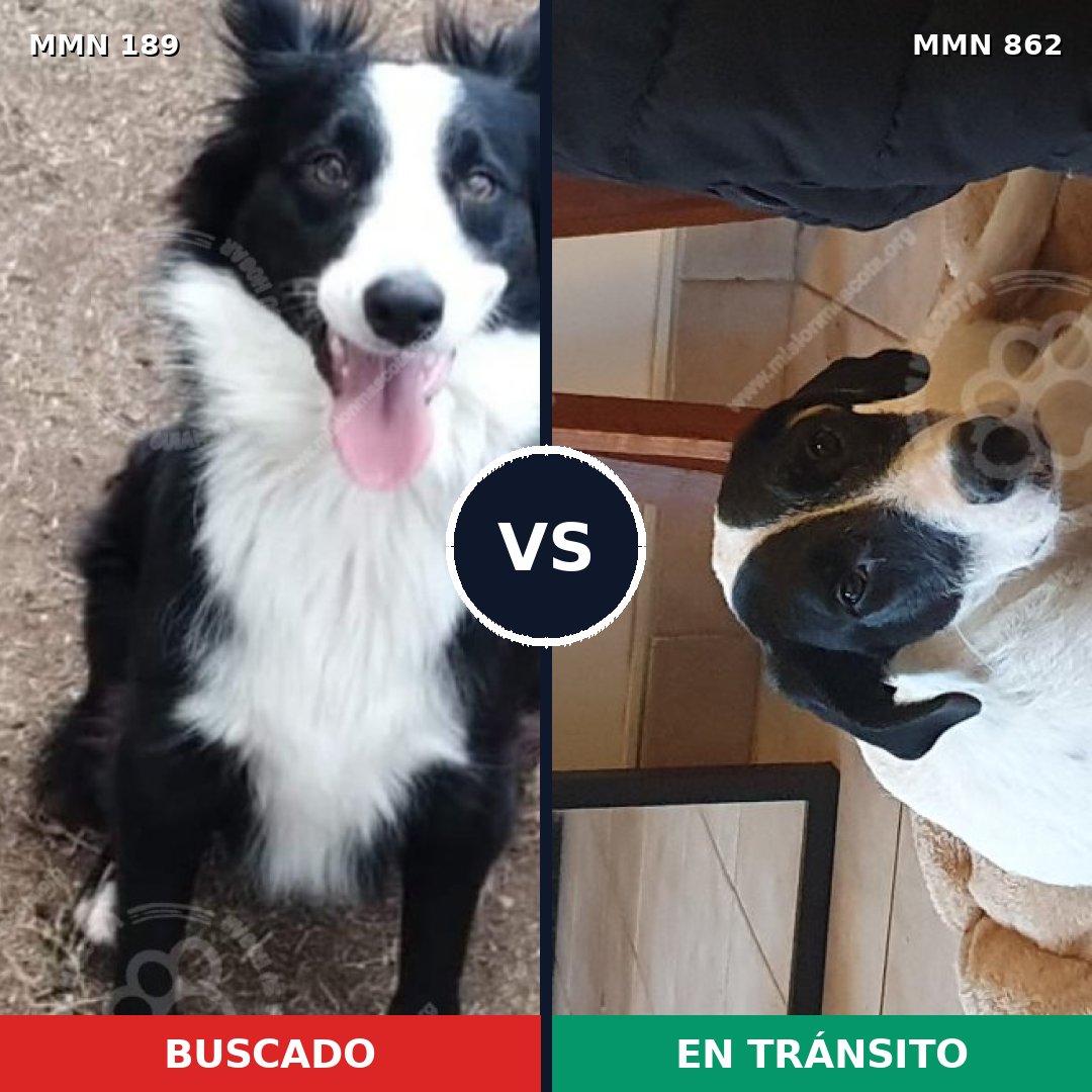 Comparativa MMS 13672: mascota perdida y mascota encontrada, 43% de similitud