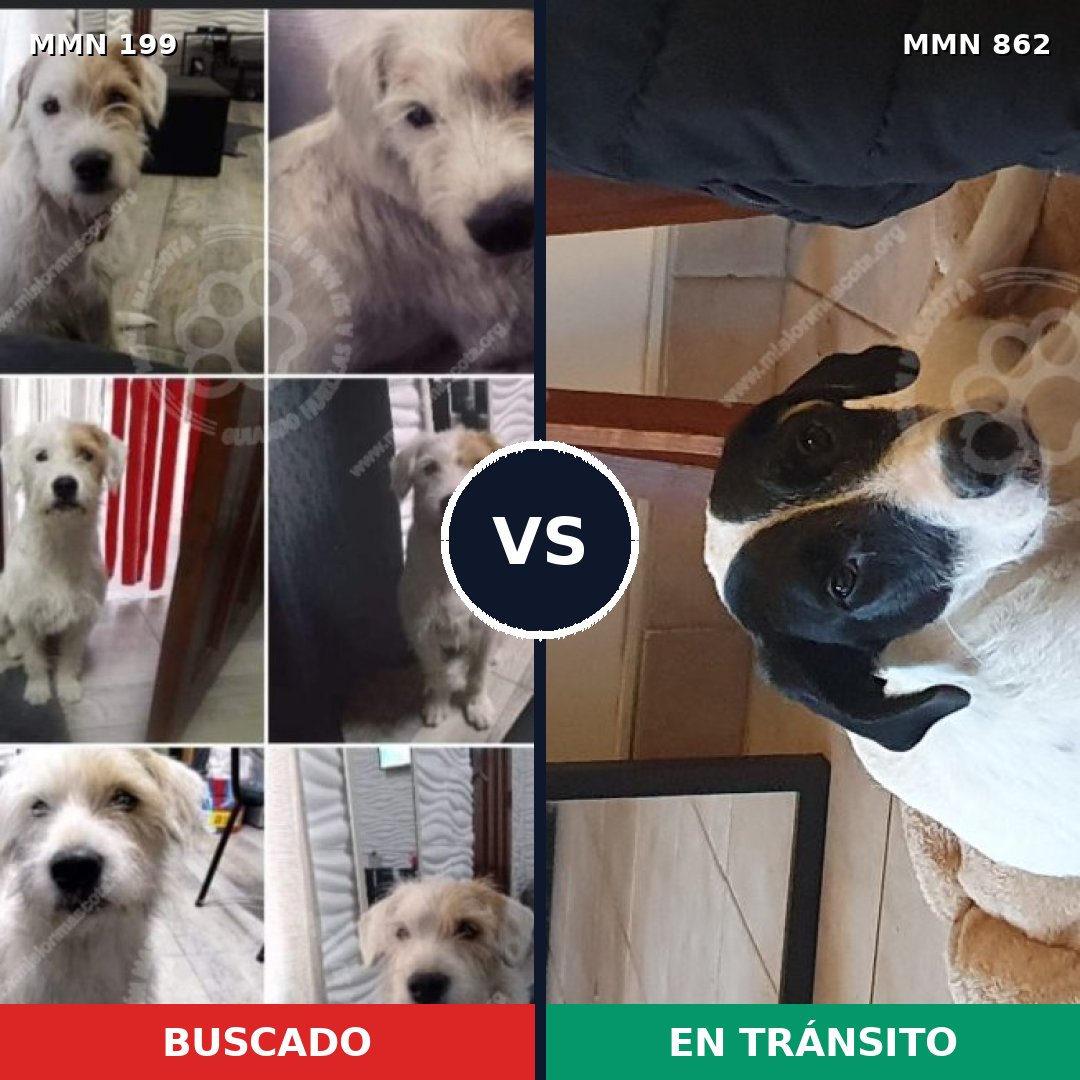Comparativa MMS 13674: mascota perdida y mascota encontrada, 29% de similitud