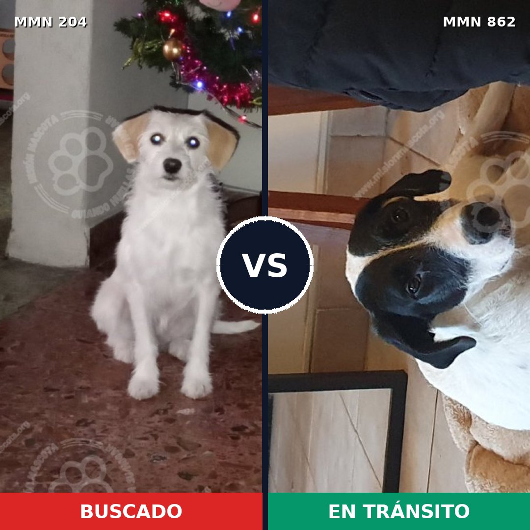 Comparativa MMS 13675: mascota perdida y mascota encontrada, 29% de similitud