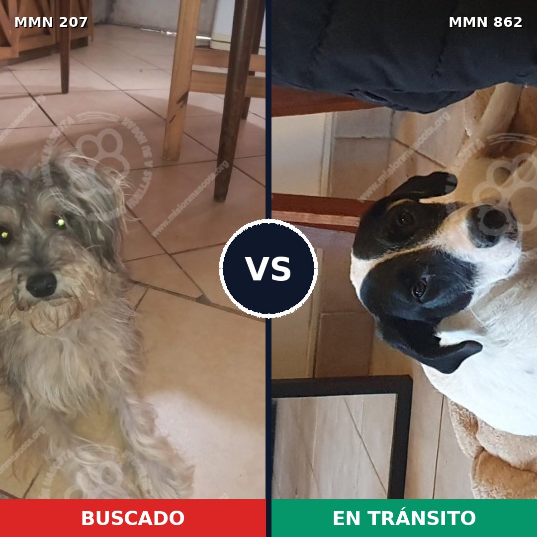 Comparativa MMS 13677: mascota perdida y mascota encontrada, 14% de similitud