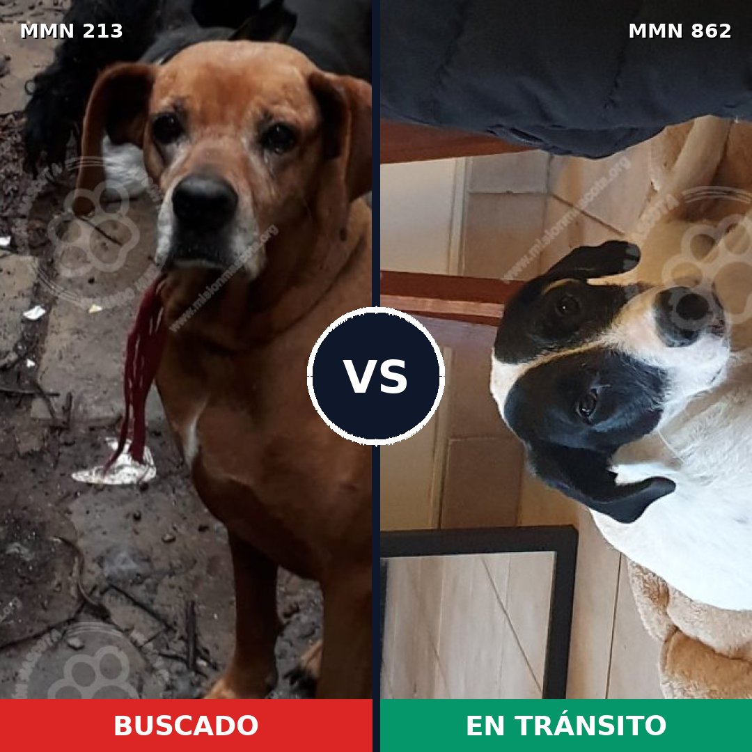 Comparativa MMS 13678: mascota perdida y mascota encontrada, 61% de similitud