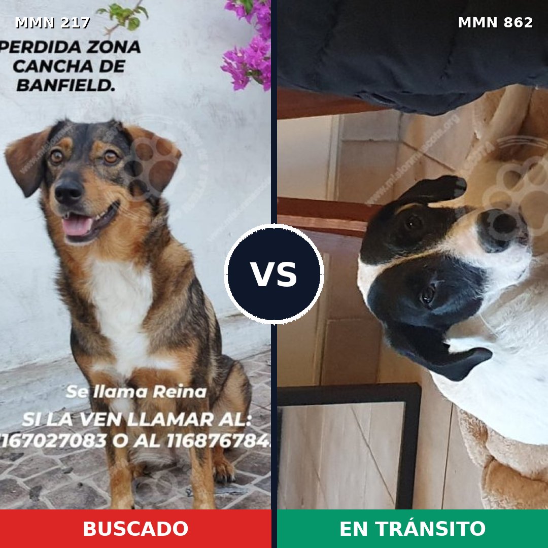 Comparativa MMS 13679: mascota perdida y mascota encontrada, 23% de similitud