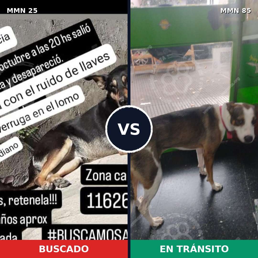 Comparativa MMS 1368: mascota perdida y mascota encontrada, 60% de similitud