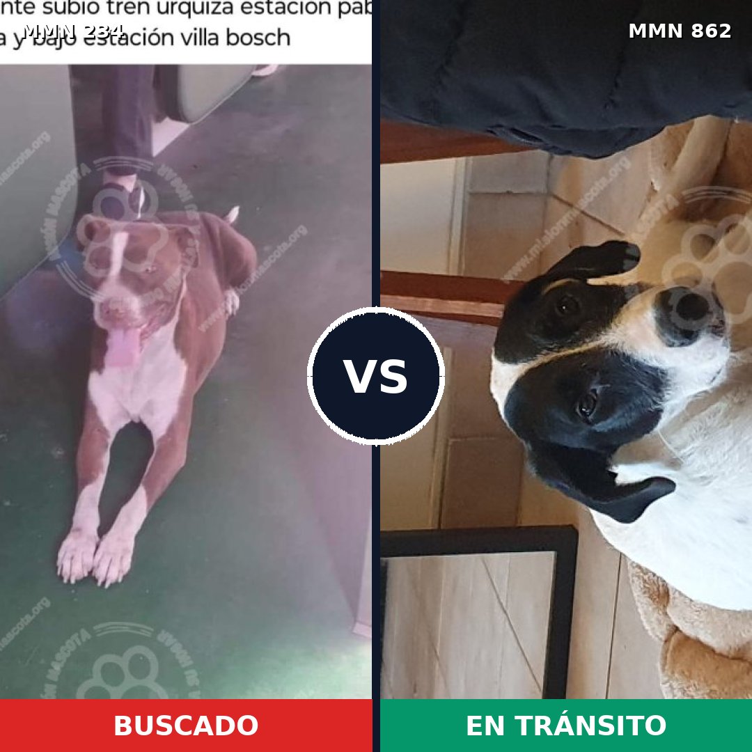 Comparativa MMS 13681: mascota perdida y mascota encontrada, 61% de similitud