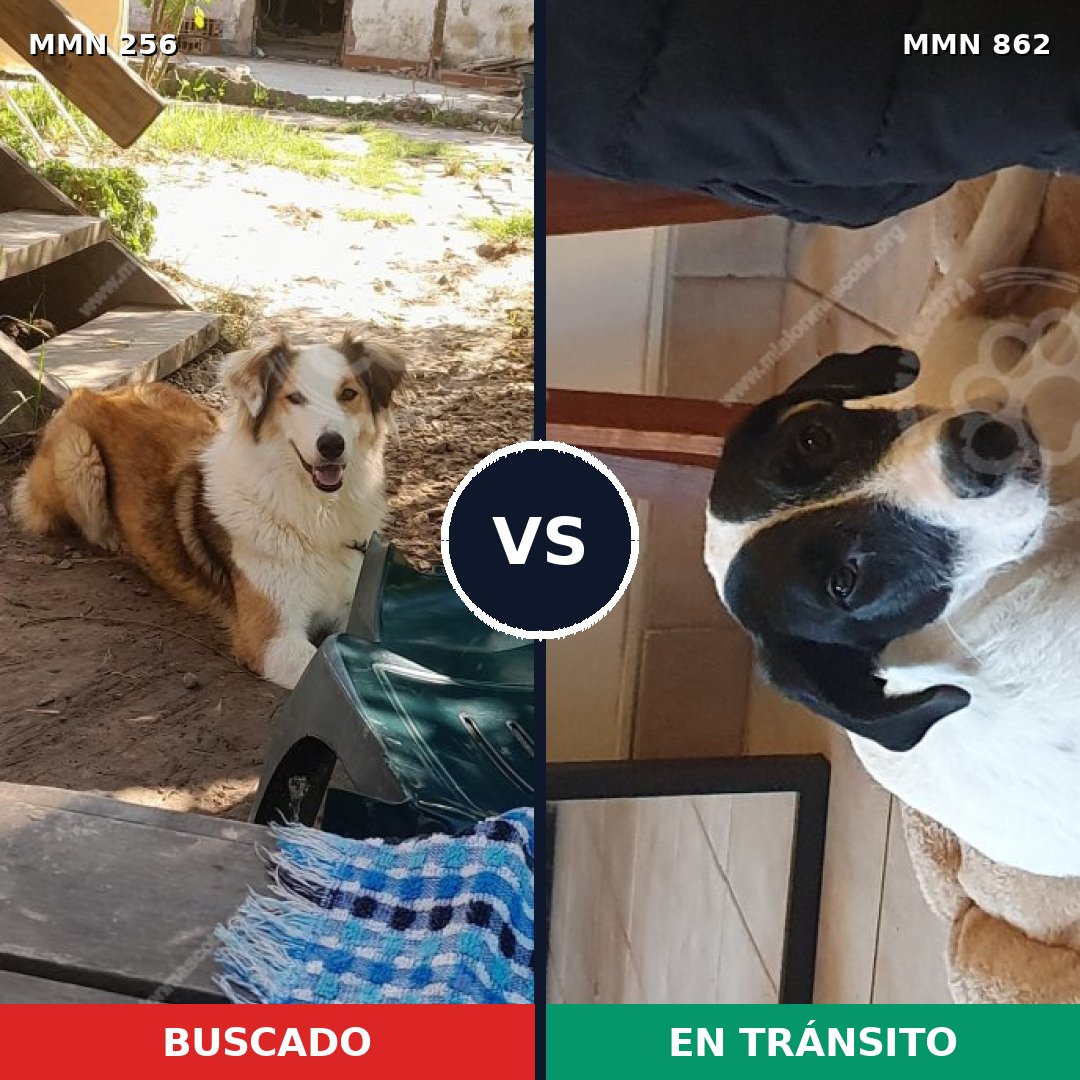 Comparativa MMS 13683: mascota perdida y mascota encontrada, 24% de similitud