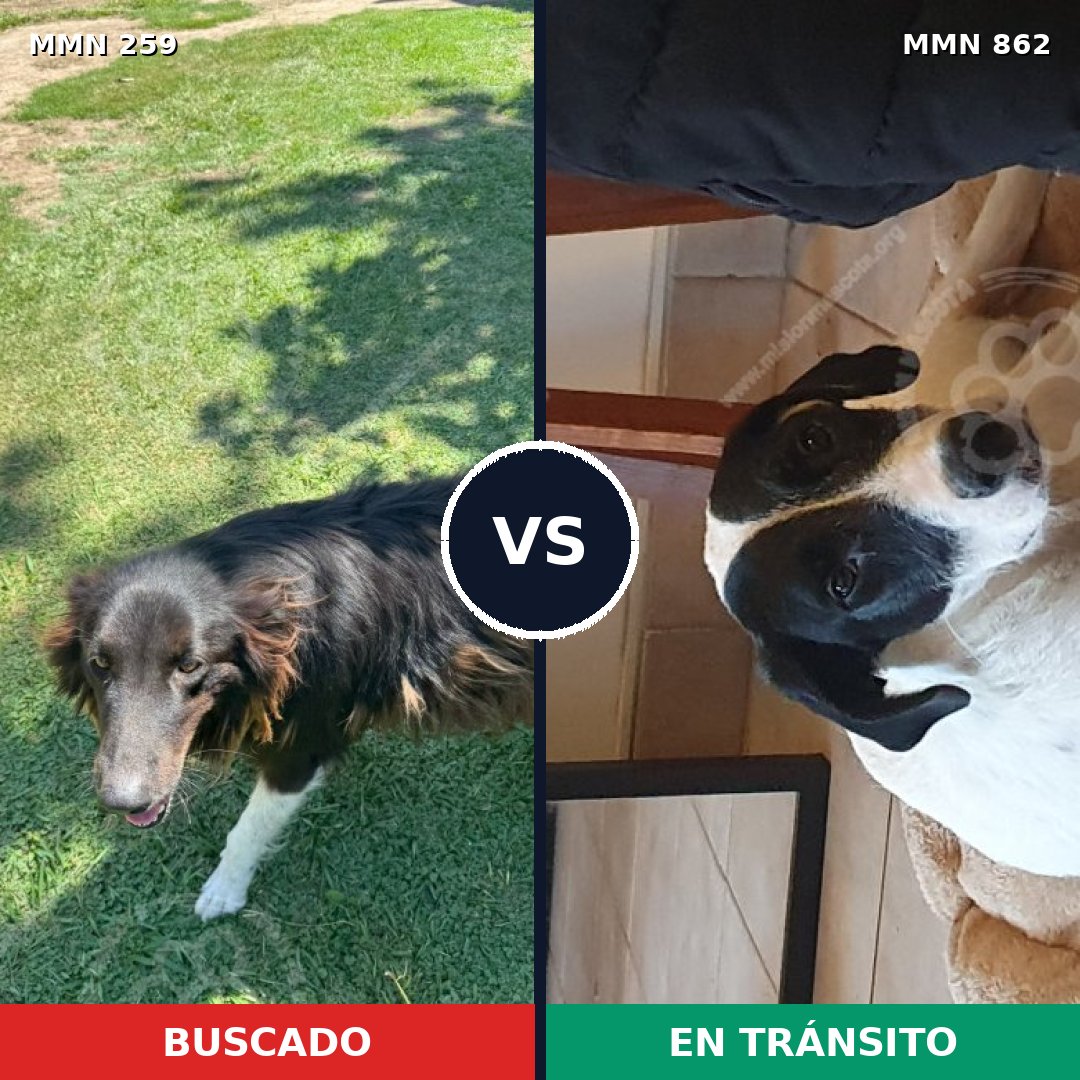 Comparativa MMS 13685: mascota perdida y mascota encontrada, 23% de similitud