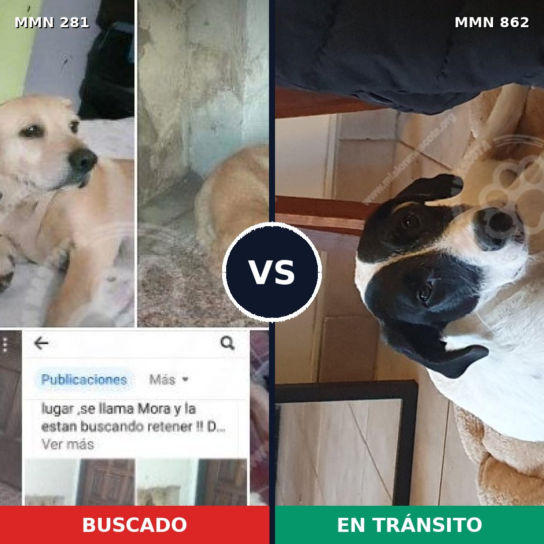 Comparativa MMS 13689: mascota perdida y mascota encontrada, 24% de similitud