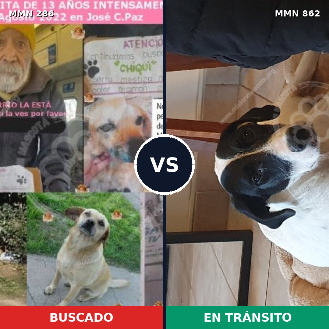 Comparativa MMS 13691: mascota perdida y mascota encontrada, 16% de similitud
