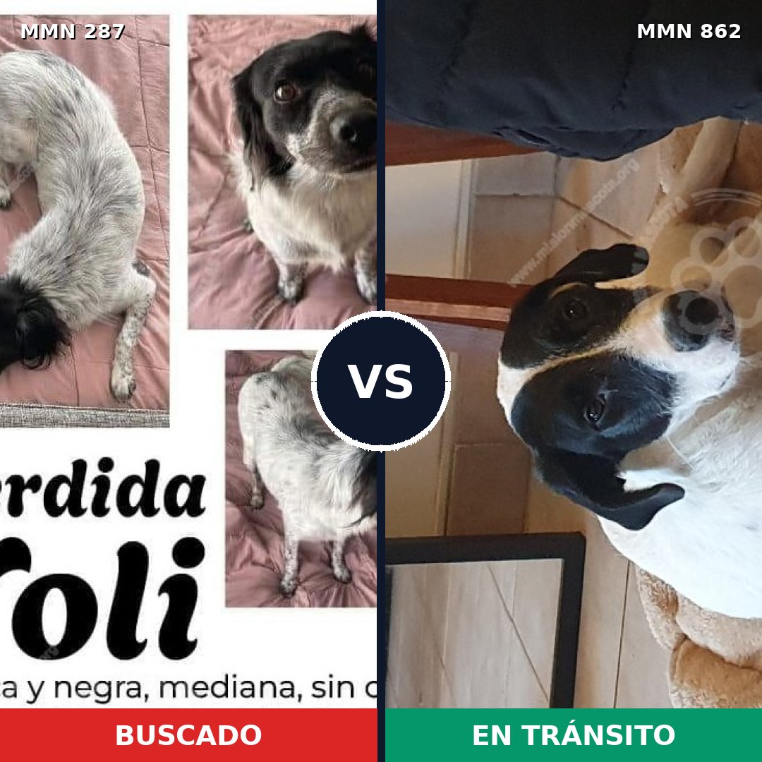 Comparativa MMS 13692: mascota perdida y mascota encontrada, 42% de similitud