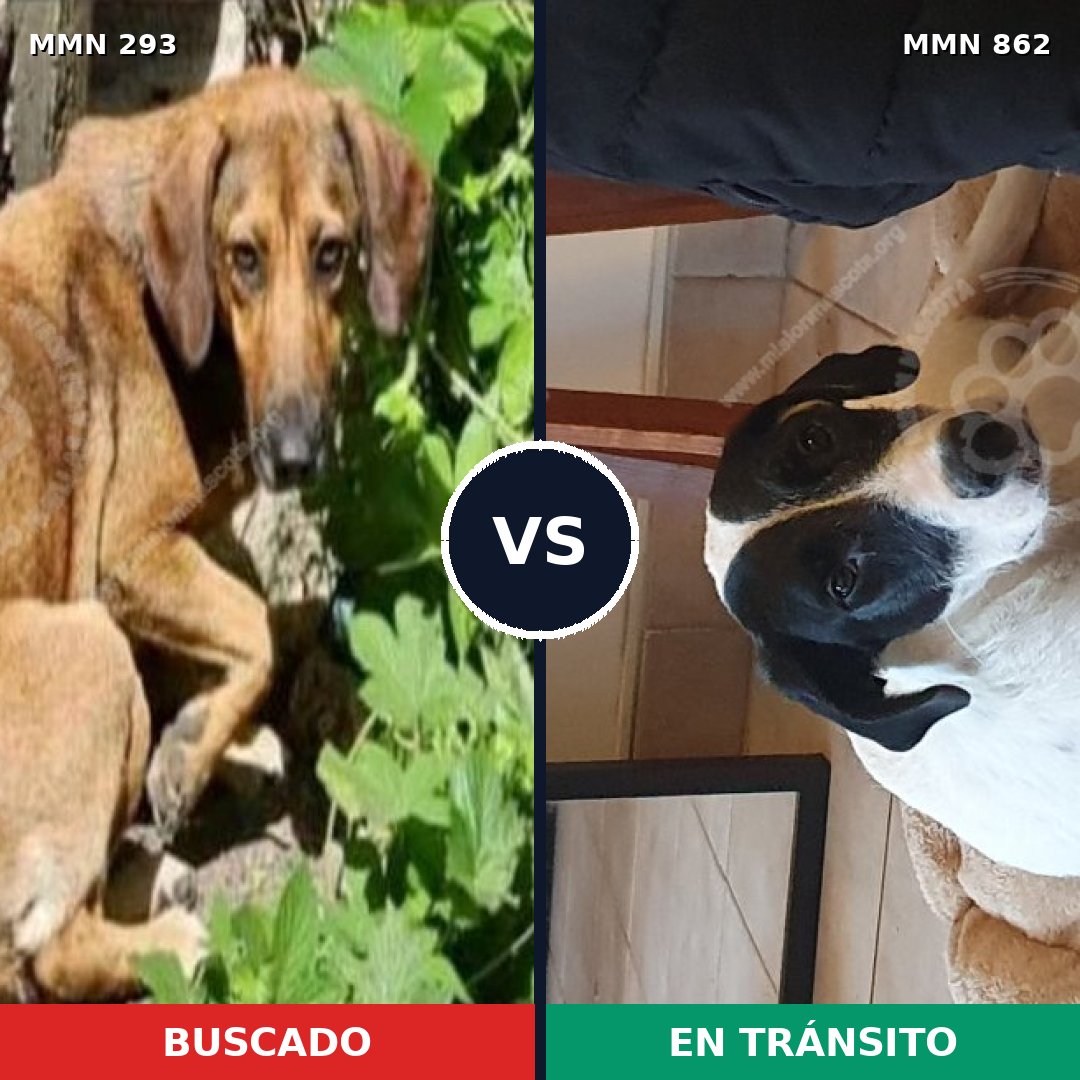 Comparativa MMS 13694: mascota perdida y mascota encontrada, 32% de similitud