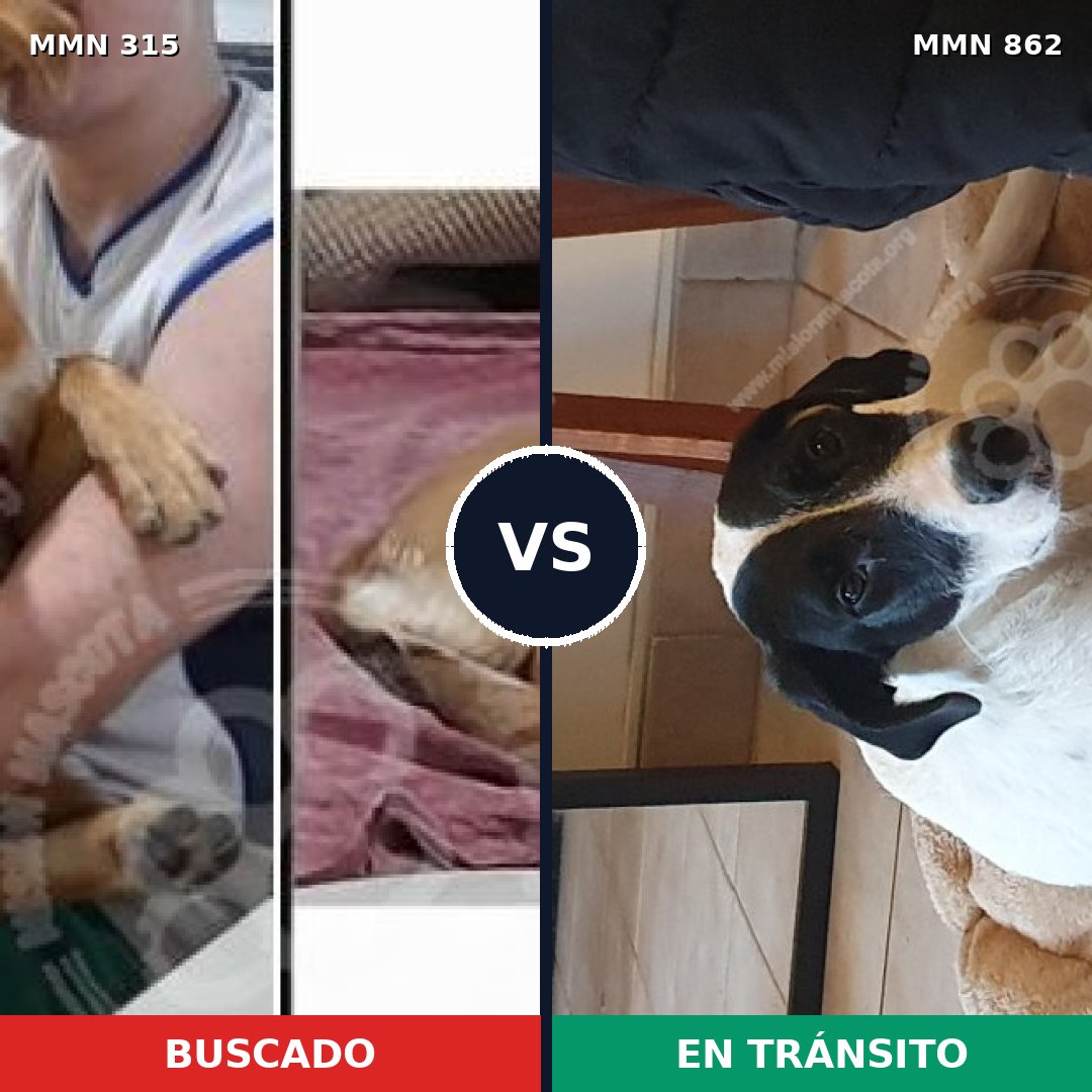 Comparativa MMS 13696: mascota perdida y mascota encontrada, 22% de similitud