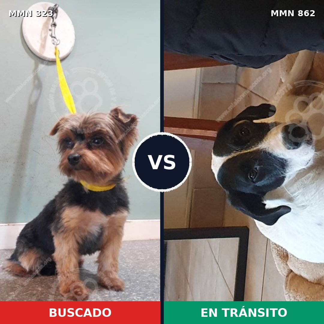 Comparativa MMS 13697: mascota perdida y mascota encontrada, 32% de similitud