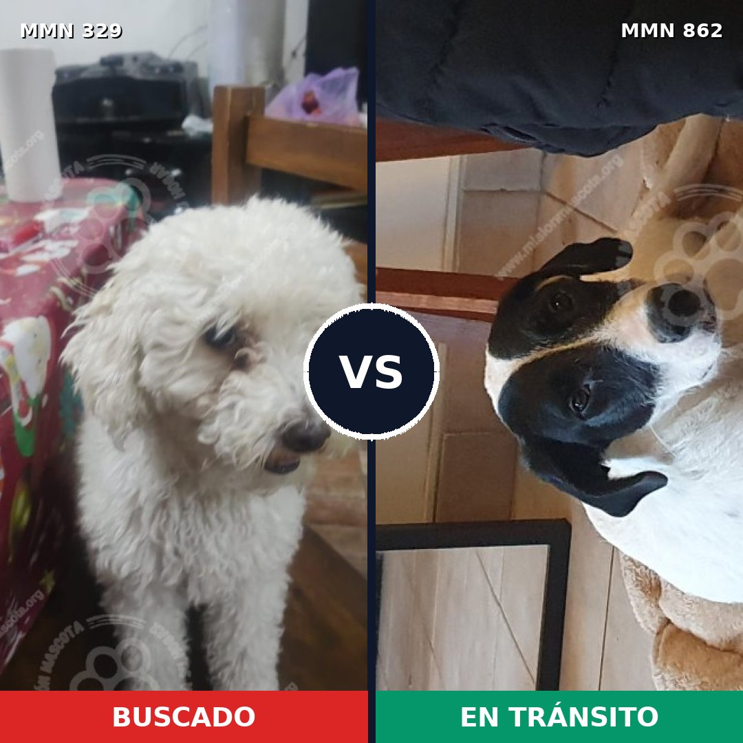 Comparativa MMS 13698: mascota perdida y mascota encontrada, 44% de similitud