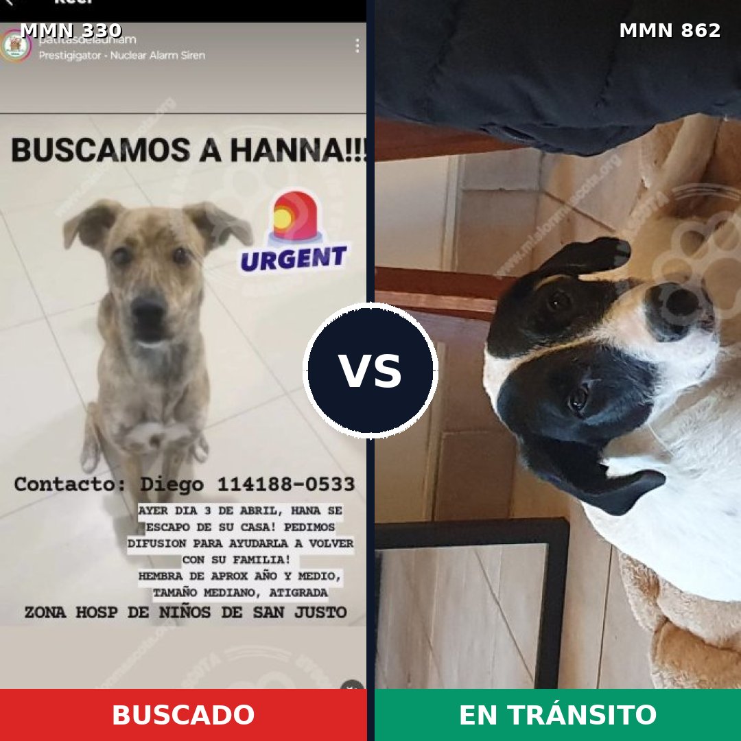 Comparativa MMS 13699: mascota perdida y mascota encontrada, 35% de similitud
