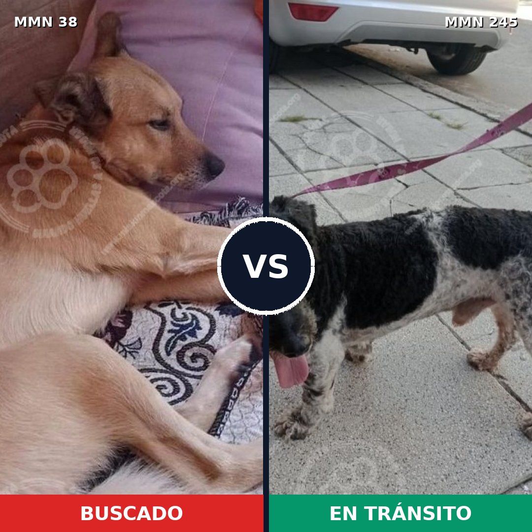 Comparativa MMS 137: mascota perdida y mascota encontrada, 67% de similitud