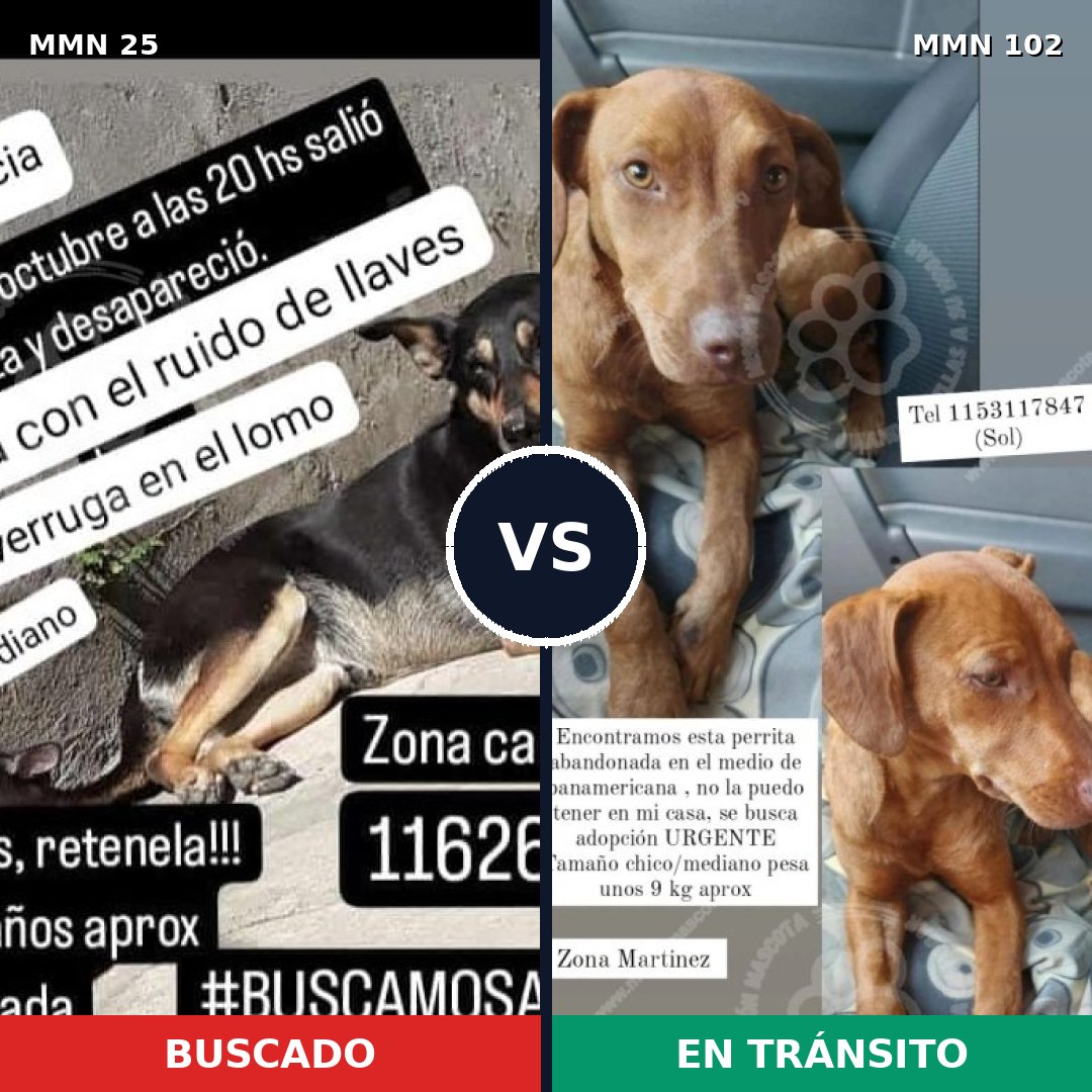 Comparativa MMS 1370: mascota perdida y mascota encontrada, 76% de similitud