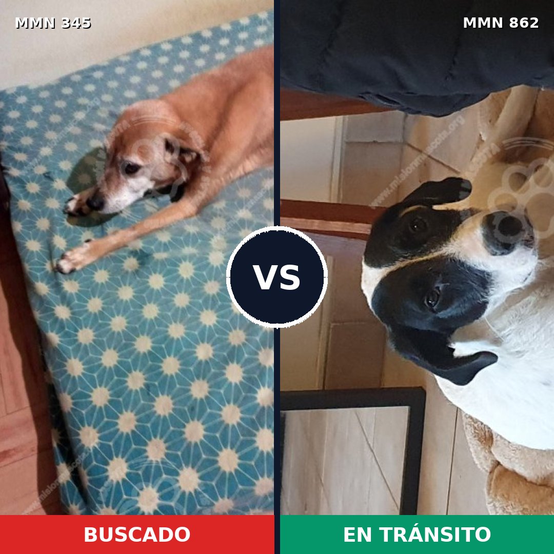 Comparativa MMS 13701: mascota perdida y mascota encontrada, 24% de similitud